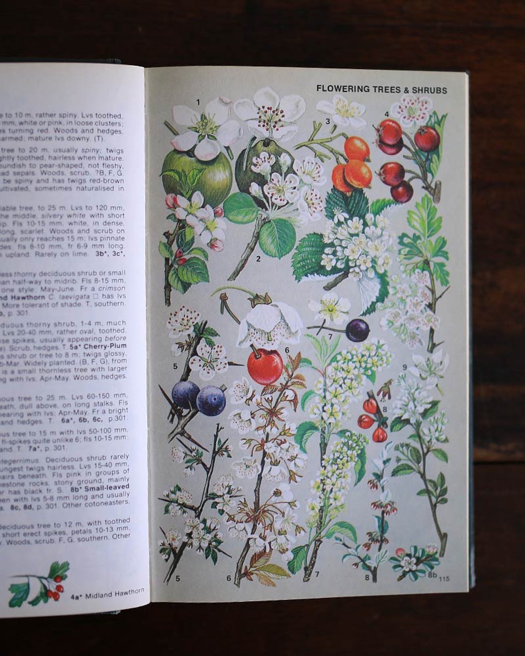 1974s // 英国北欧系列 WILD FLOWERS //  复古老书 No.4 - 刊物/书籍 - 纸 绿色