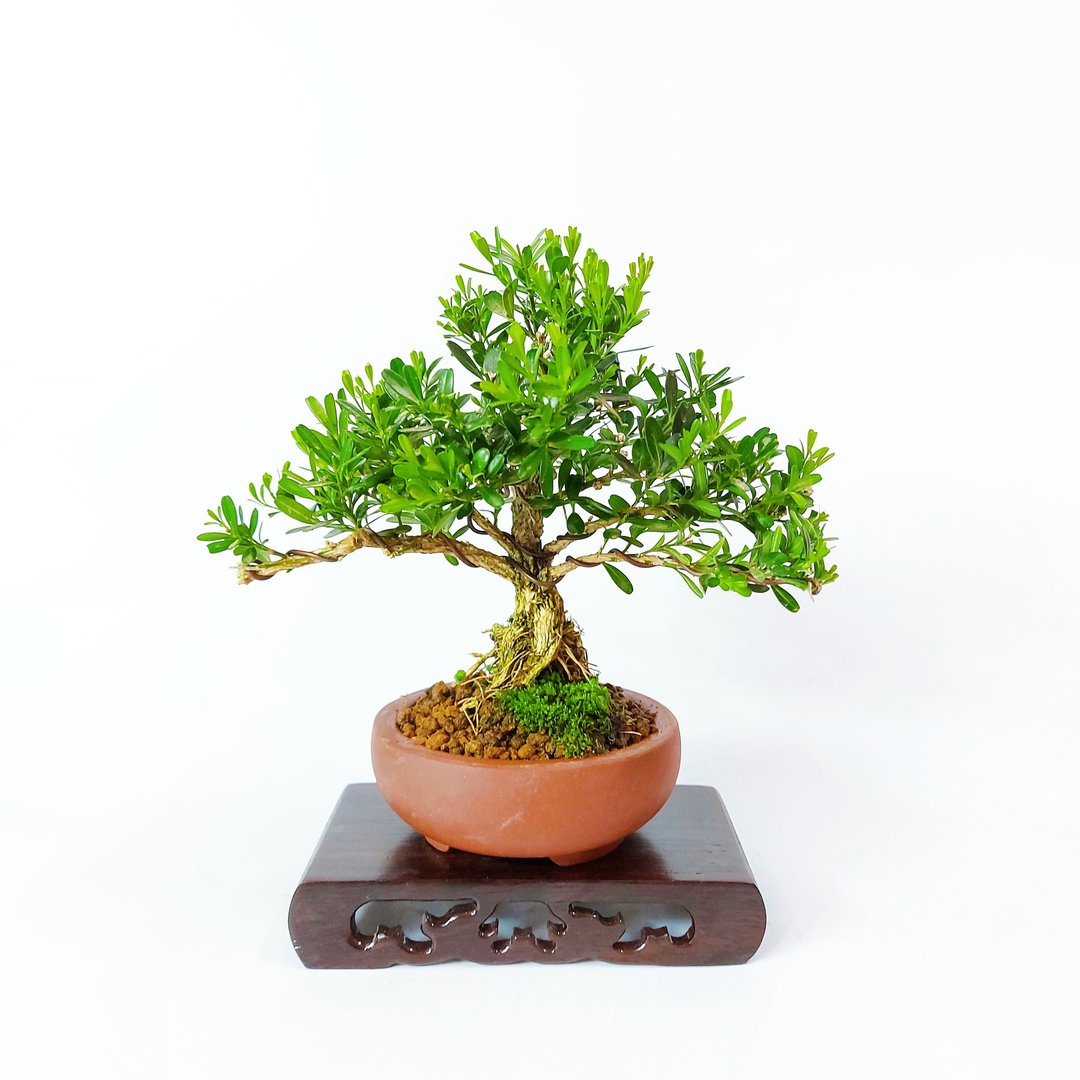 小品盆栽・雀舌黄杨・ヒメツゲ - 植栽/盆栽 - 植物．花 
