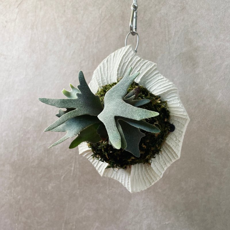 星谷Light Forest 菊石MINI 米白 鹿角蕨水泥板 圣诞礼物 - 花瓶/陶器 - 水泥 