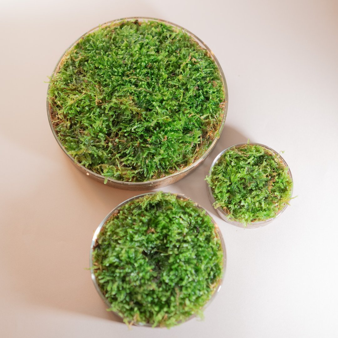 苔藓草原上的欢乐动物 - 植栽/盆栽 - 其他材质 多色