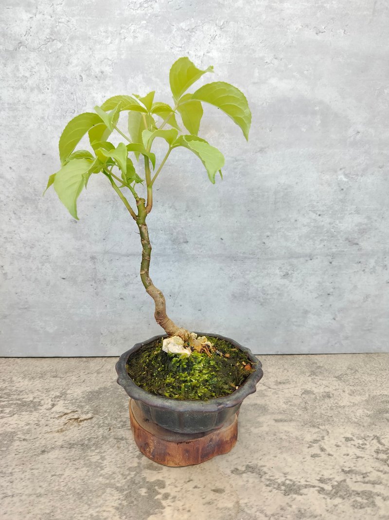 绿意盆栽-附石茄冬树   植物 盆栽 - 植栽/盆栽 - 植物．花 