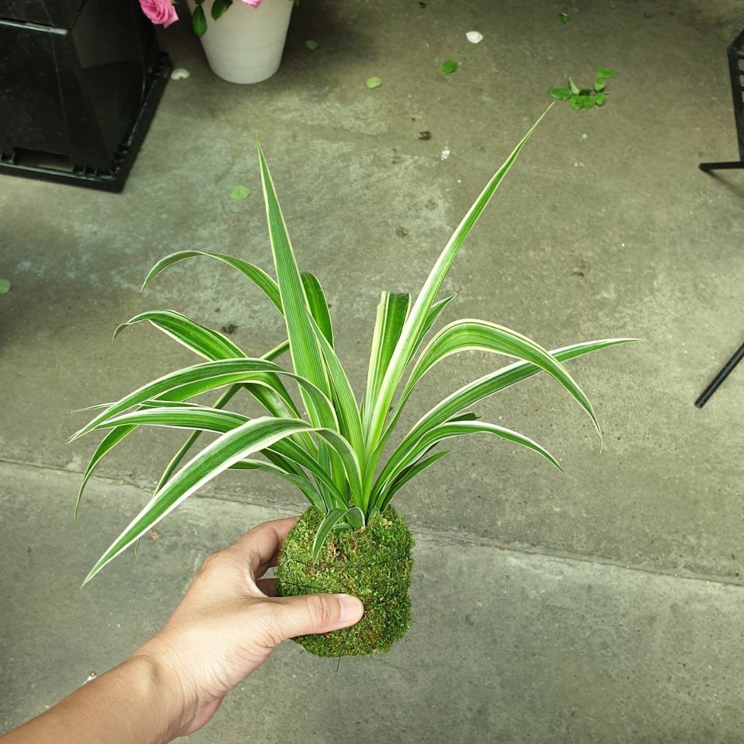 植物 白纹草 苔球 - 植栽/盆栽 - 其他材质 绿色