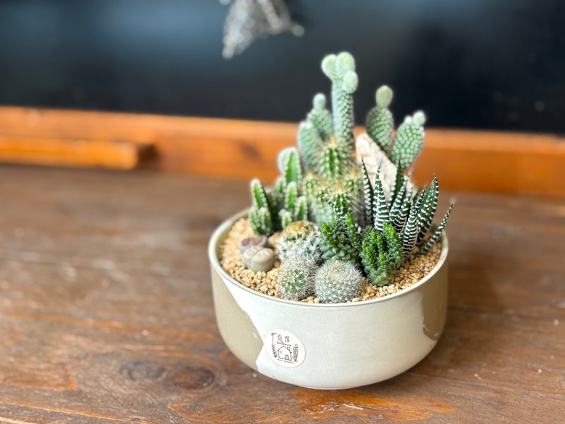 仙人掌沙漠风小盆栽 *掌上型12cm #一物一拍系列 #组合盆栽 - 植栽/盆栽 - 植物．花 卡其色