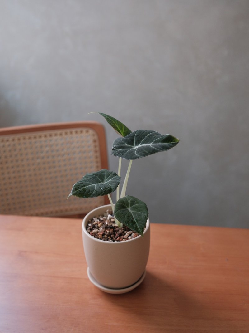 黑丝绒观音莲 - 植栽/盆栽 - 植物．花 