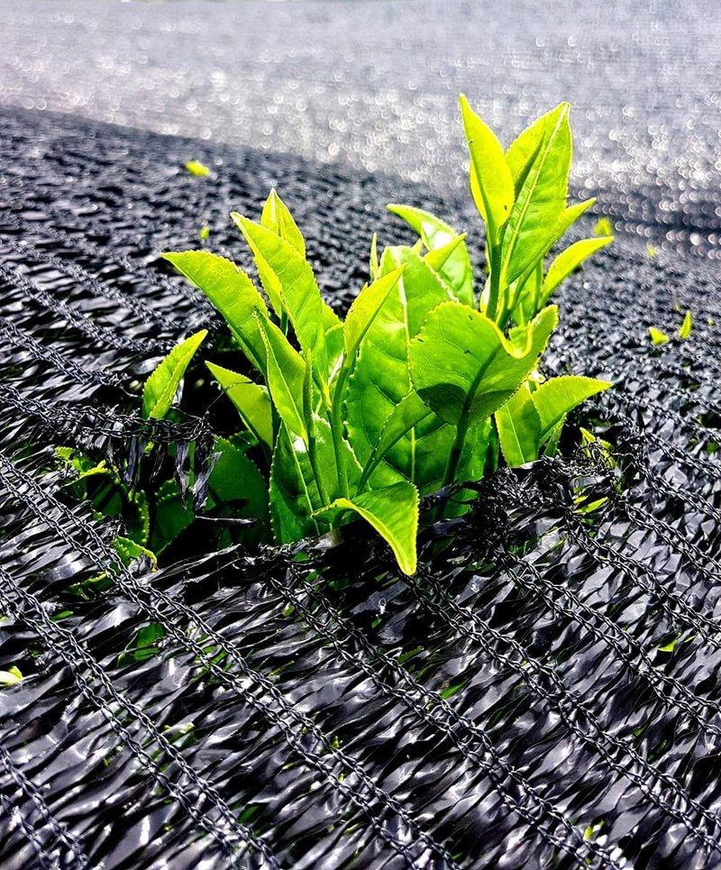 【证照课程】日本茶品评一级 (台北班) - 其他 - 其他材质 