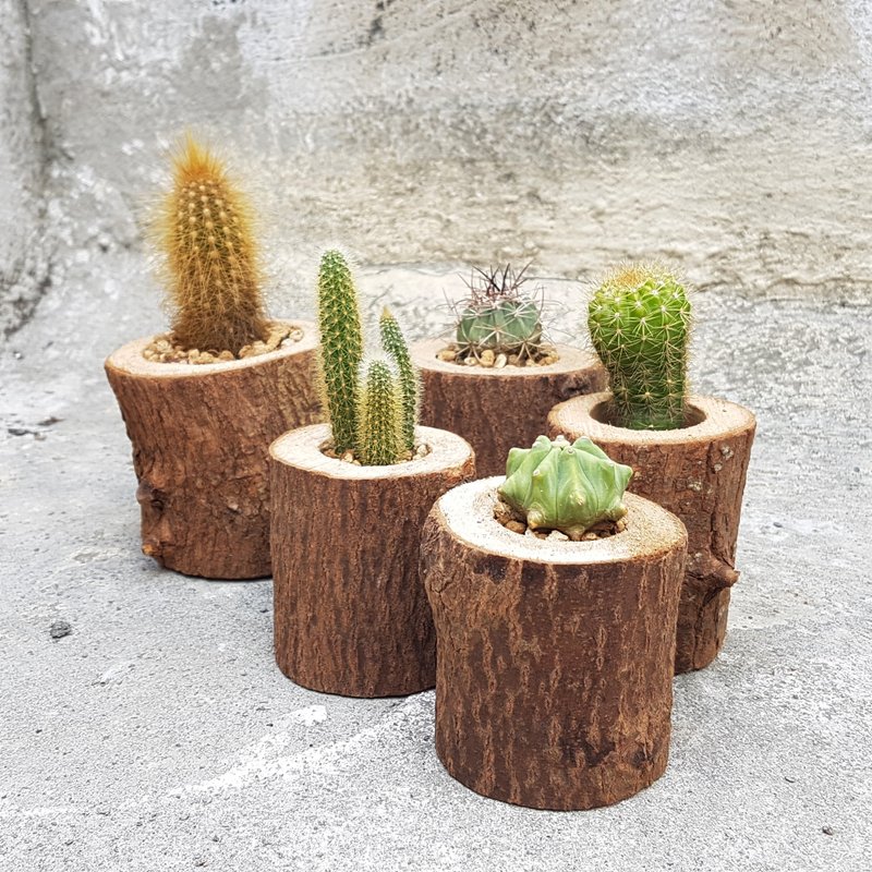 天然仿旧木头罐【大】Natural vintage wooden cans【L】 - 植栽/盆栽 - 木头 卡其色