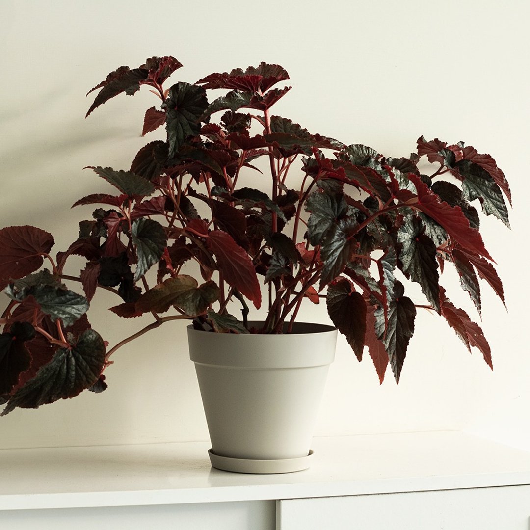 Begonia 黑叶秋海棠大植栽_荷兰设计极简雾面盆 - 植栽/盆栽 - 植物．花 