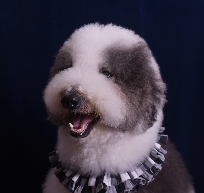 Angel Nina 宠物 围兜 领巾 脖围 - 衣/帽 - 棉．麻 粉红色