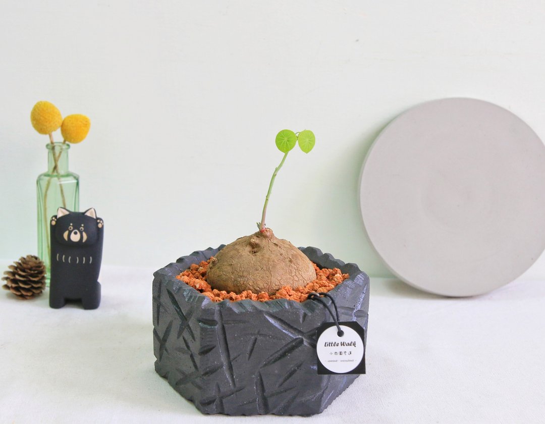 块根植物 / L-圆叶山乌龟 • Black粗犷风格泥盆 / 植栽 - 植栽/盆栽 - 水泥 灰色