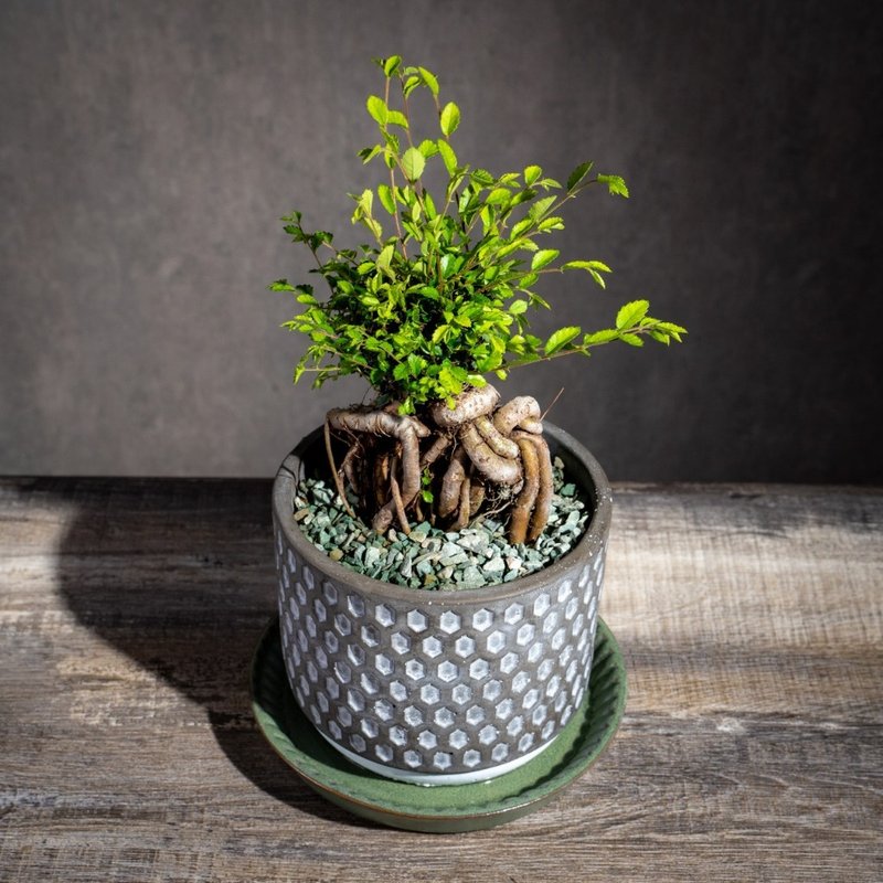 榆树盆栽 室内植物 桌上盆栽 开幕送礼 乔迁礼物 巧绘网植物馆 - 植栽/盆栽 - 植物．花 