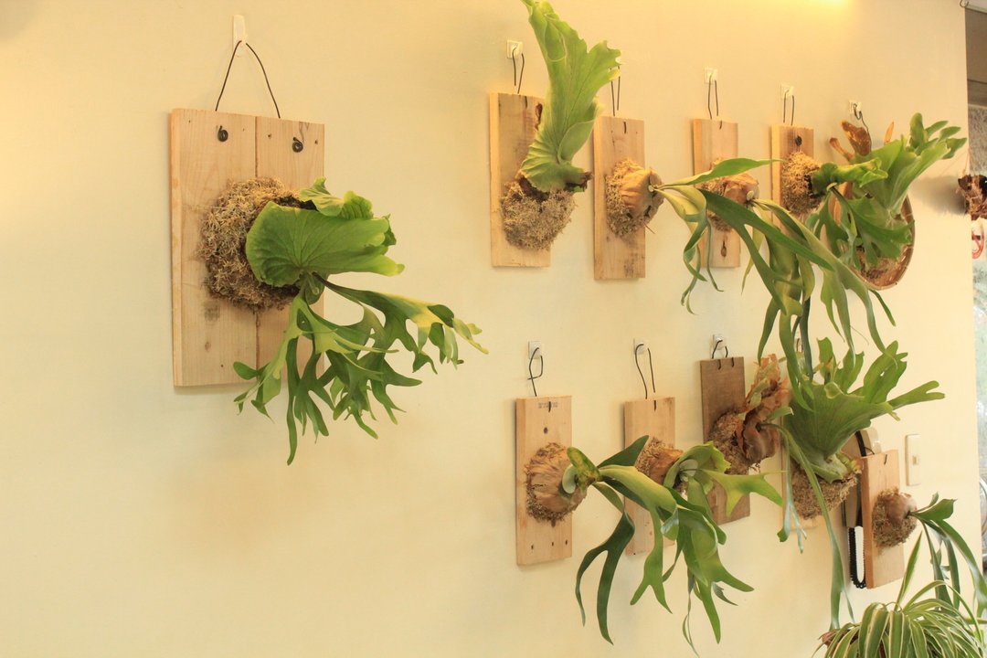 手作板植 - 植栽 - 植物．花 