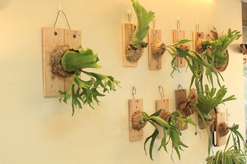 手作板植 - 植栽 - 植物．花 