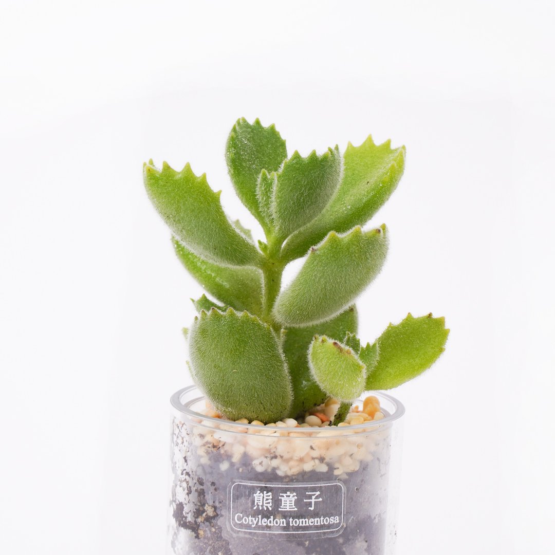 【熊童子】多肉 植物 智慧型盆栽罐 | 莳光 - 植栽/盆栽 - 植物．花 