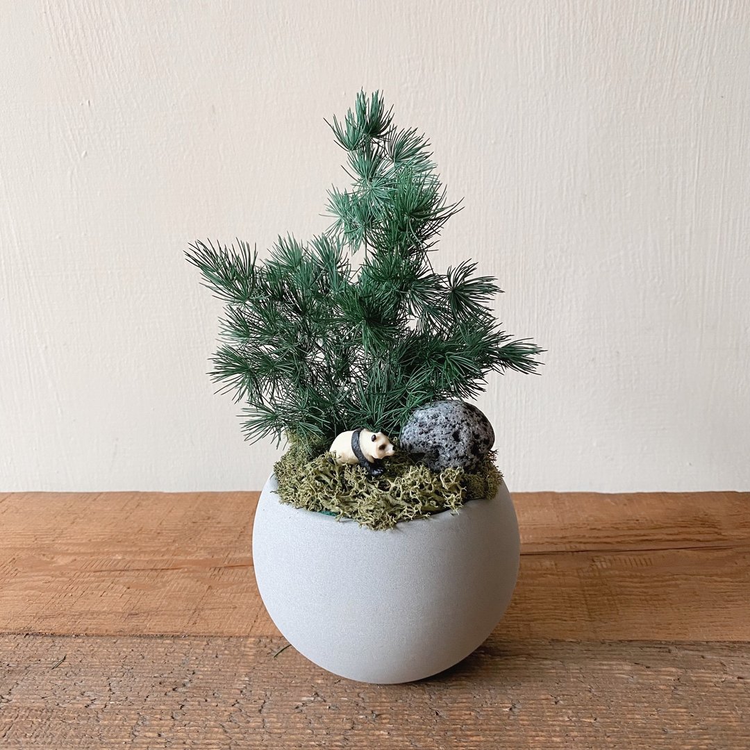 永生蓬莱松小熊猫盆栽 - 植栽/盆栽 - 植物．花 绿色