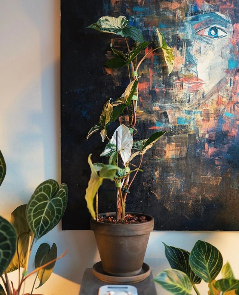 斑叶合果芋 Syngonium podophyllum 'Variegatum' - 植栽/盆栽 - 植物．花 