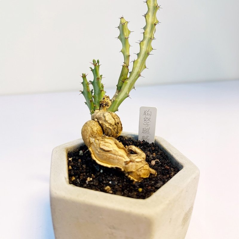 【野草不野-限时贩售】狗奴子麒麟 / 大六边盆 - 植栽/盆栽 - 植物．花 绿色