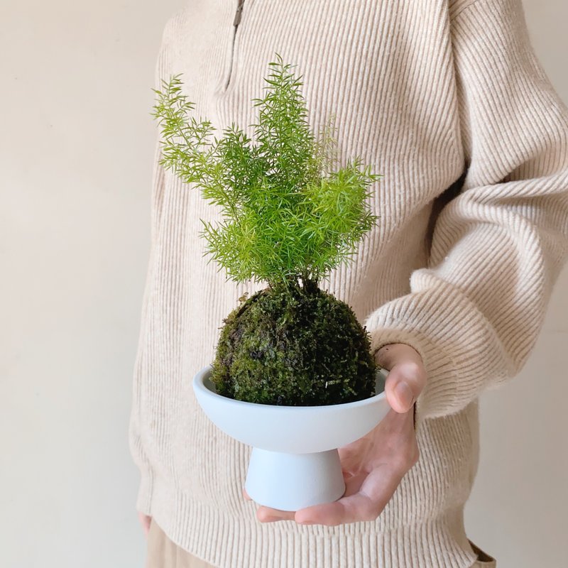 松叶武竹 苔球植栽 - 植栽/盆栽 - 植物．花 绿色