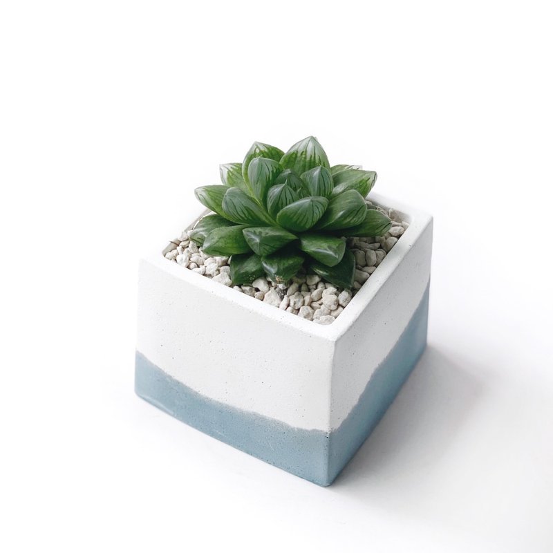 (现货) 莫兰迪蓝系列 | 花火玉露 方形双色水泥多肉植栽 - 植栽/盆栽 - 植物．花 蓝色