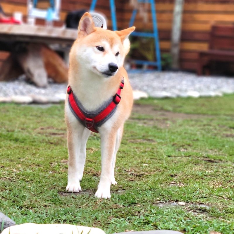 Woofy Woofy 户外轻量胸背带 灿烂红 不勒气管 - 衣/帽 - 聚酯纤维 红色