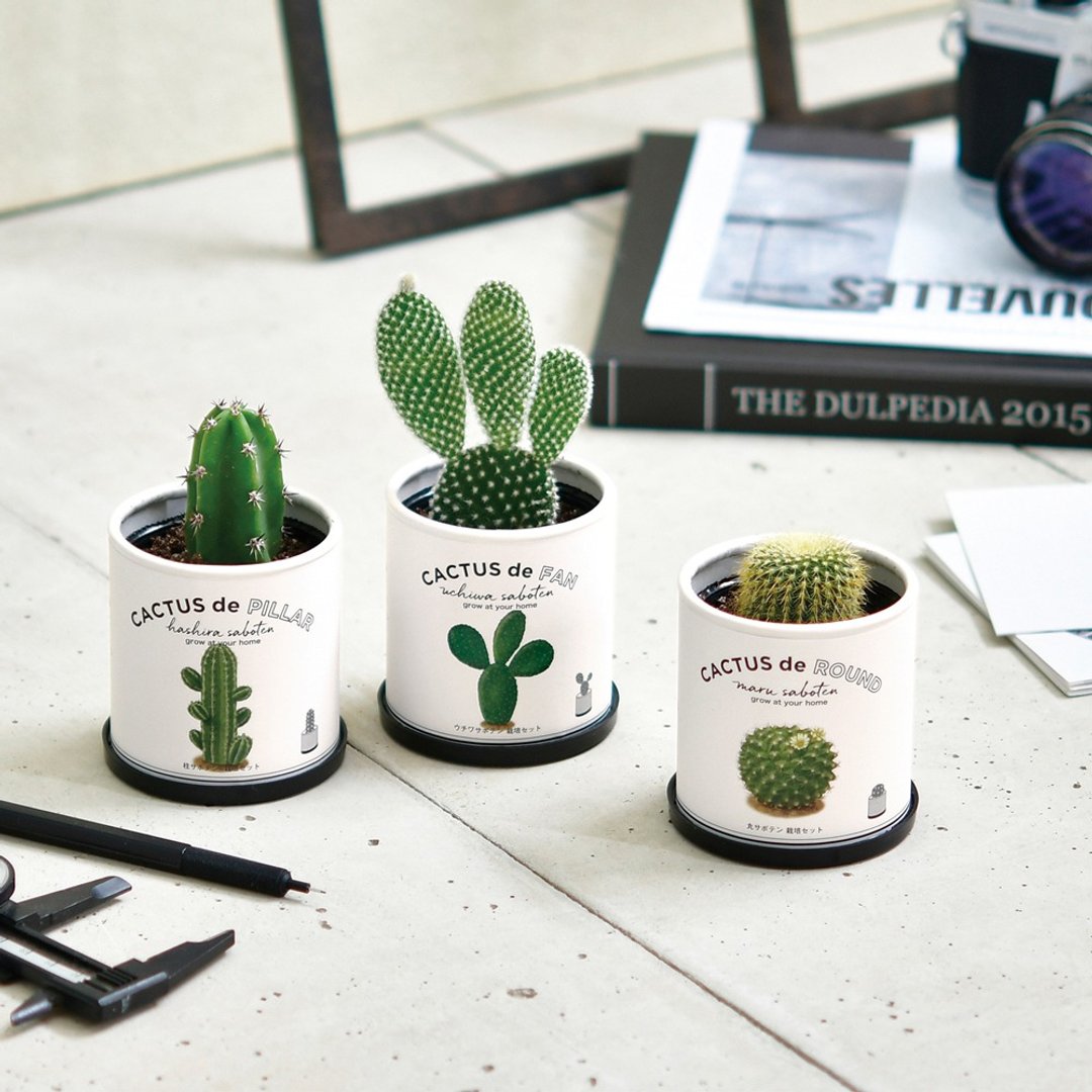 CACTUS de CACTUS 仙人掌植物栽培组 (两款) - 植栽/盆栽 - 纸 白色