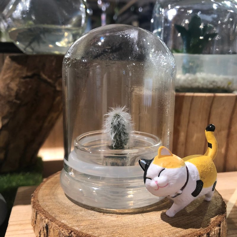 多肉植物【白宫殿】玻璃球2 办公室内疗愈植物盆栽 - 植栽/盆栽 - 玻璃 