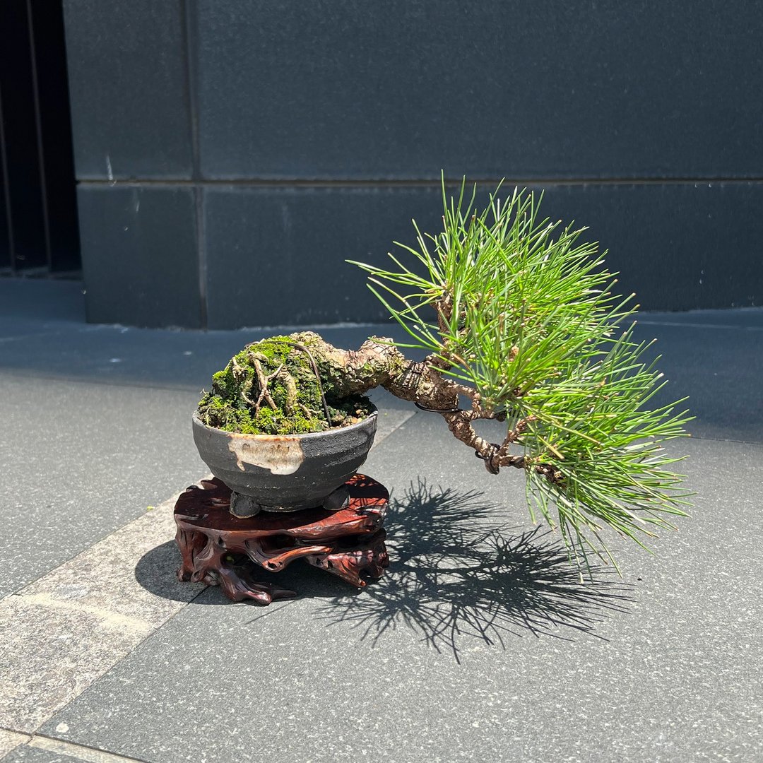 日本三河黑松∣小品半悬崖盆景 禅境盆栽 - 植栽/盆栽 - 陶 