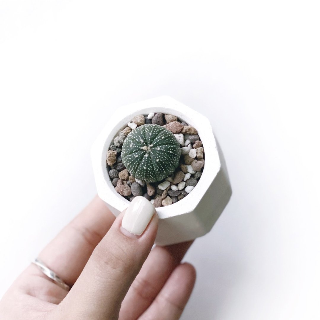 白灰渐层系列 | 星兜 小八角形水泥多肉植栽 - 植栽/盆栽 - 植物．花 灰色