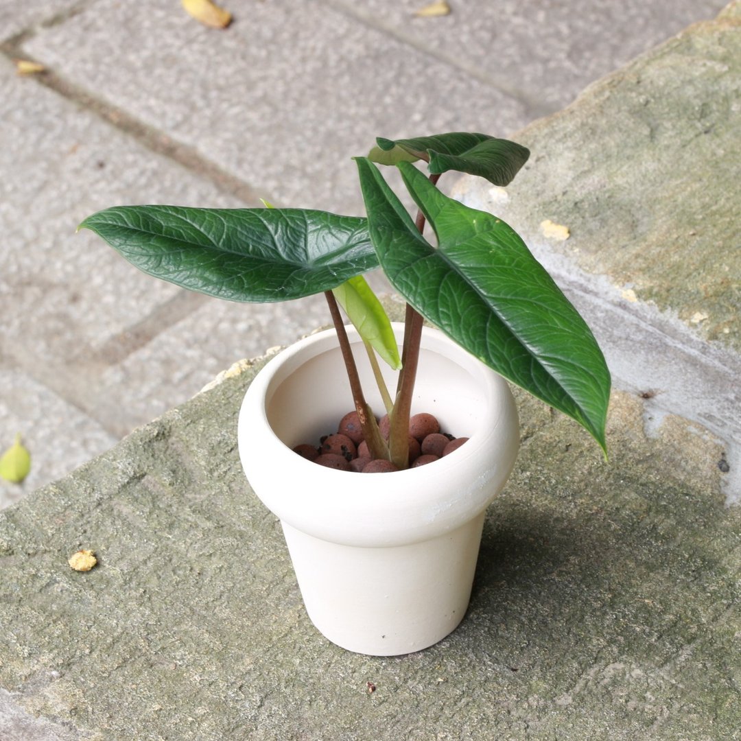 植栽 盆栽 l 甲骨文观音莲  室内植物 办公室盆栽 桌上型盆栽 - 植栽/盆栽 - 陶 