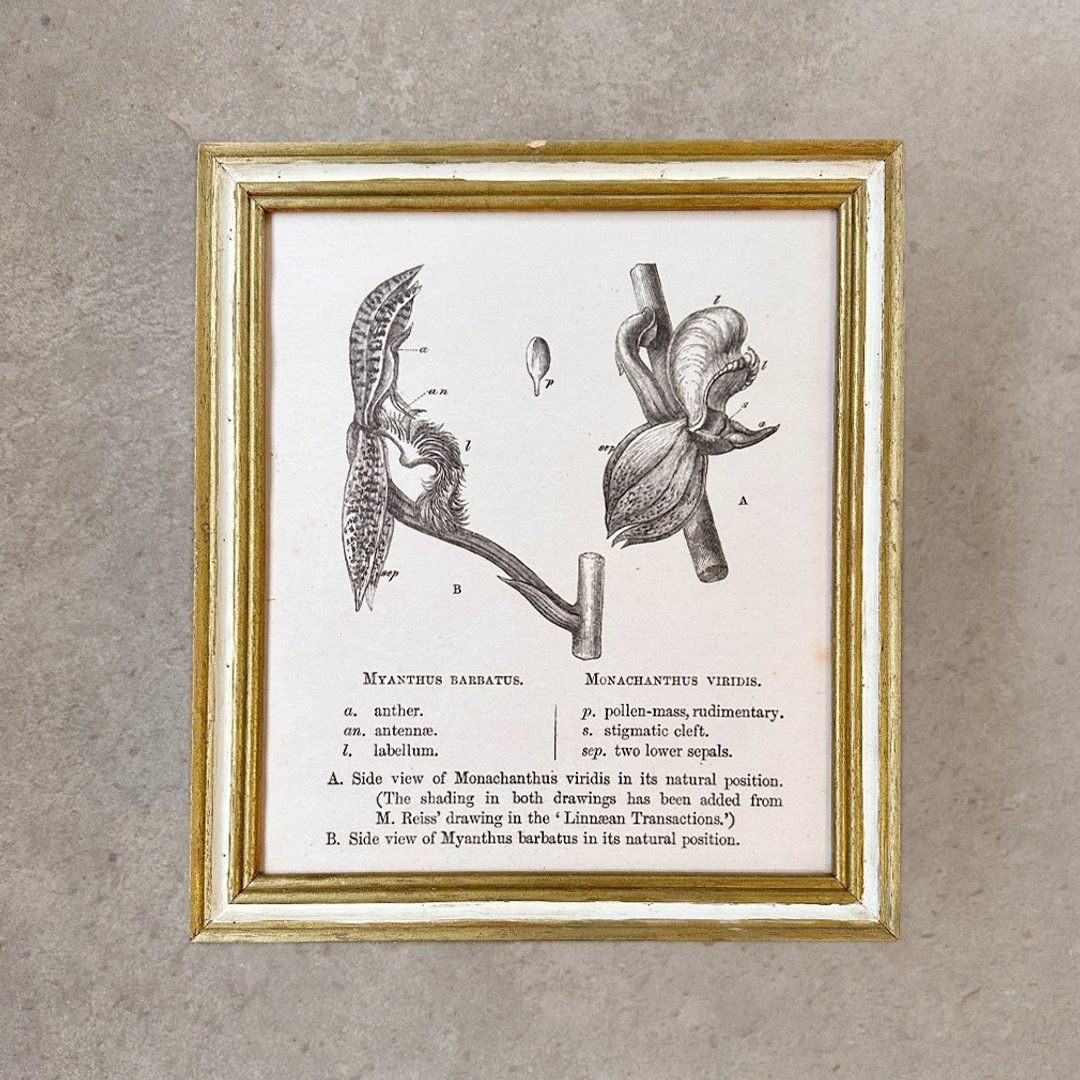 【 山人-压箱品 】胡须与翅膀 兰之演化记(植物解剖画) - 海报/装饰画/版画 - 木头 