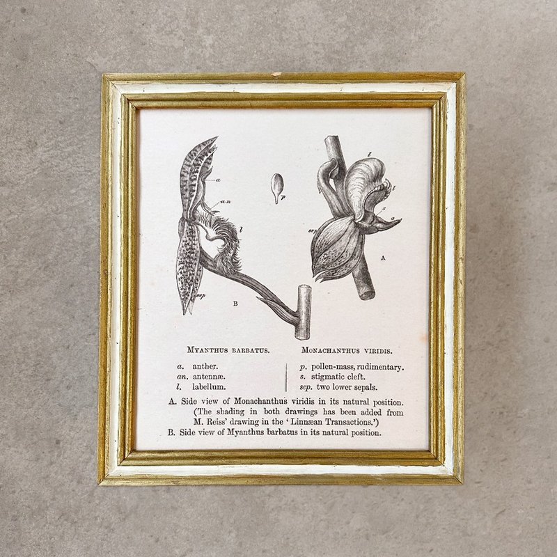 【 山人成型 】胡须与翅膀 兰之演化记(植物解剖画)_压箱藏品 - 海报/装饰画/版画 - 木头 