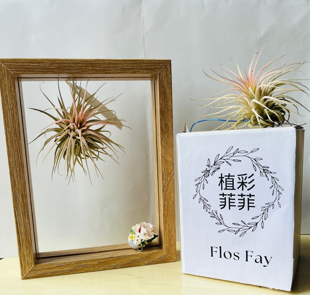 空气凤梨立体画 - 植栽/盆栽 - 植物．花 