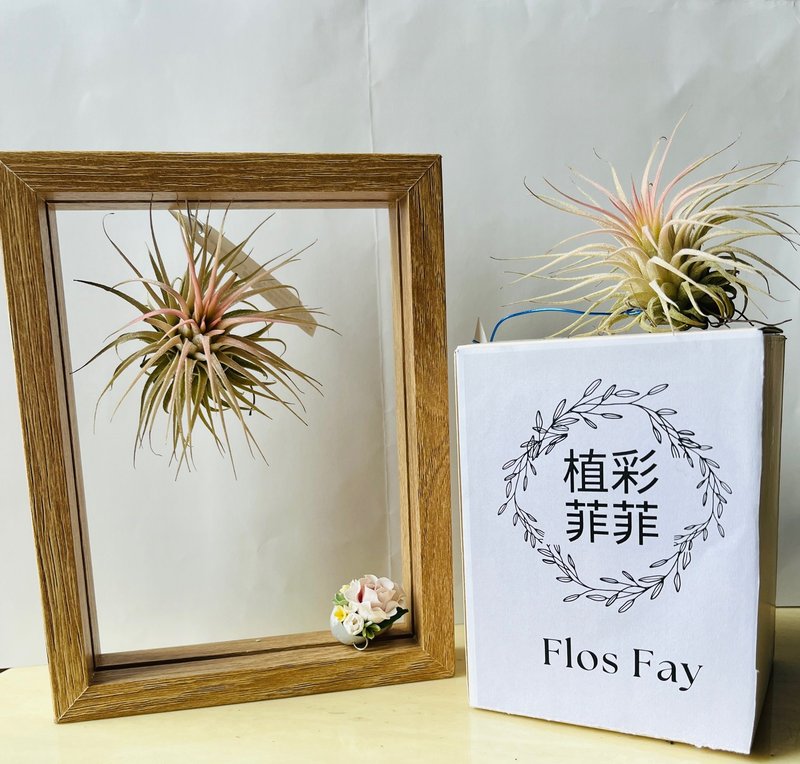 空气凤梨立体画 - 植栽/盆栽 - 植物．花 
