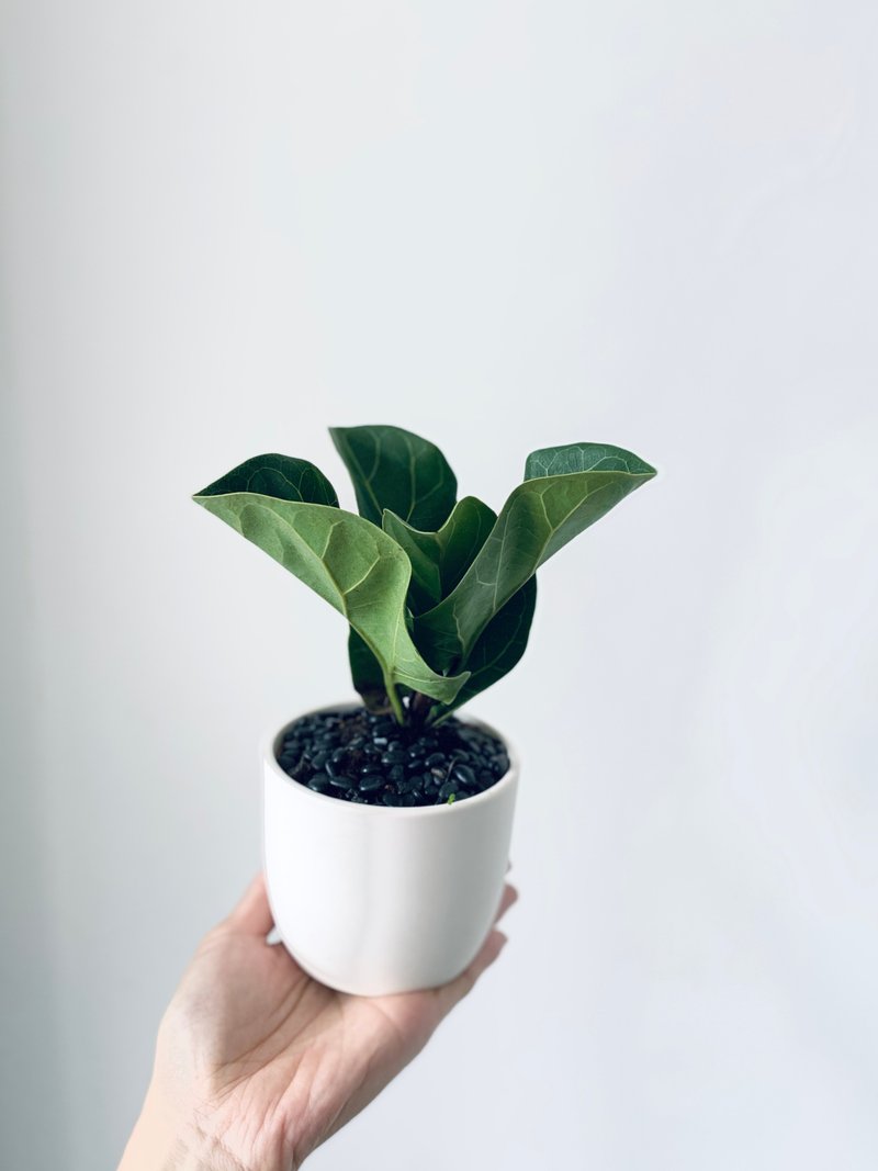 植感生活北欧风室内植栽素烧陶盆DIY系列-琴叶榕 - 植栽/盆栽 - 植物．花 绿色