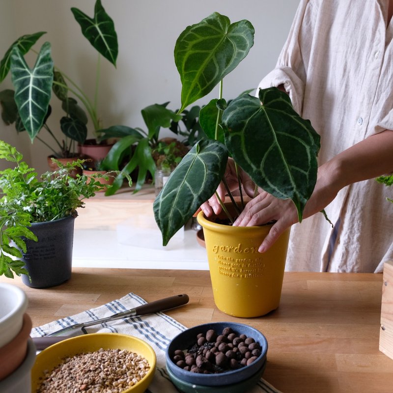 手作植栽 | 新手园丁的第一堂课 - 植栽 - 植物．花 
