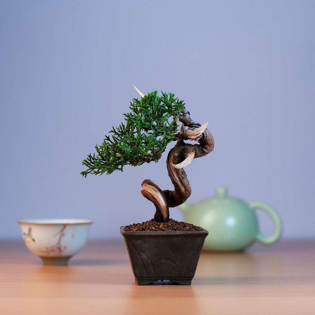 真柏 迷你盆景 小品盆栽 - 植栽/盆栽 - 植物．花 