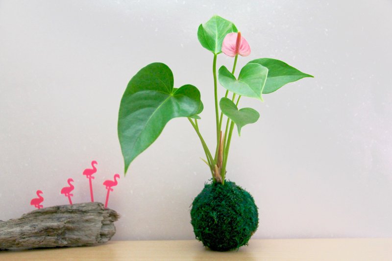 森林系 苔球-大 蕨类 小树 观叶 - 植栽/盆栽 - 植物．花 绿色