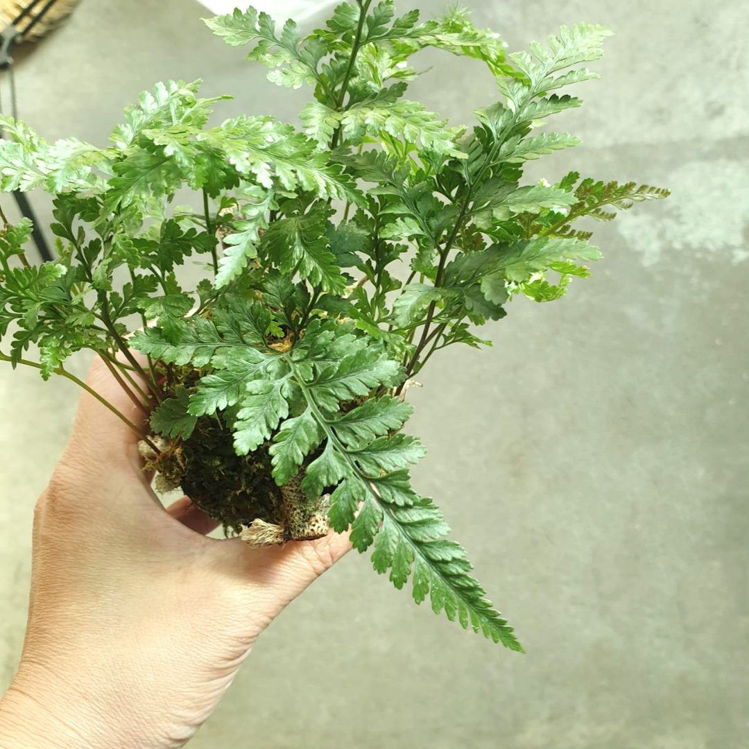 植物 兔脚蕨 苔球 - 植栽/盆栽 - 其他材质 绿色