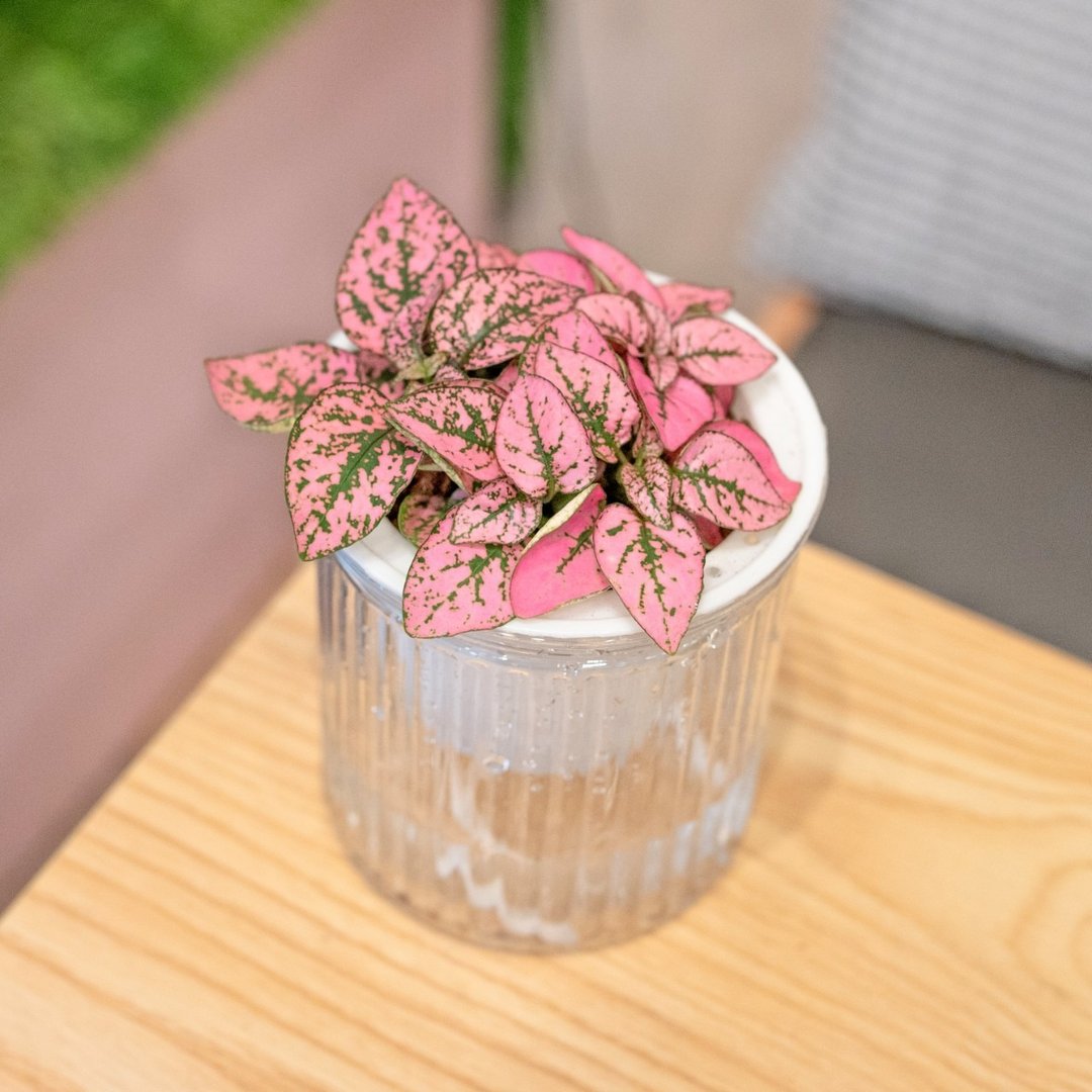 懒人盆栽-嫣红蔓 - 植栽/盆栽 - 植物．花 