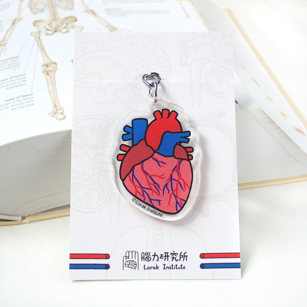 心脏 内脏锁匙扣 钥匙圈科学 毕业 - 钥匙链/钥匙包 - 压克力 红色
