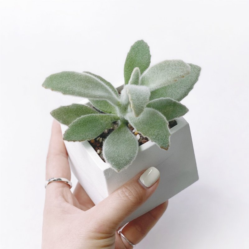 (预购) 白灰渐层系列 | 无星兔耳 方形水泥多肉植栽 - 植栽/盆栽 - 植物．花 灰色