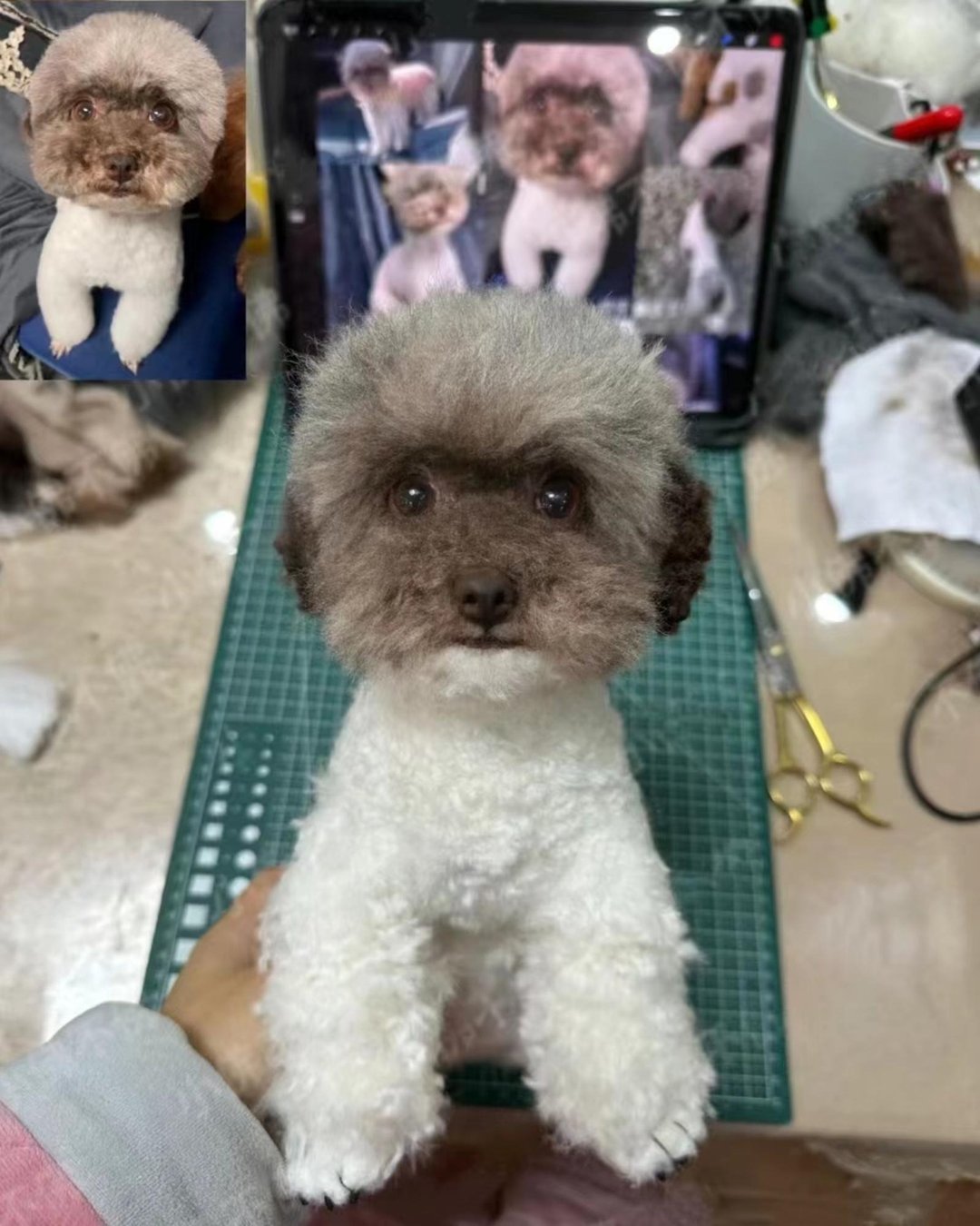 定制 逼真犬 毛孩 宠物 泰迪 羊毛毡 娃娃 似颜绘 纪念 狗狗 t5 - 玩具 - 羊毛 多色