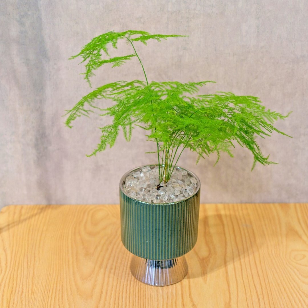 文竹观叶植物 室内摆饰盆栽 银绿色质感直纹高脚花盆 桌上型盆栽 - 植栽/盆栽 - 植物．花 