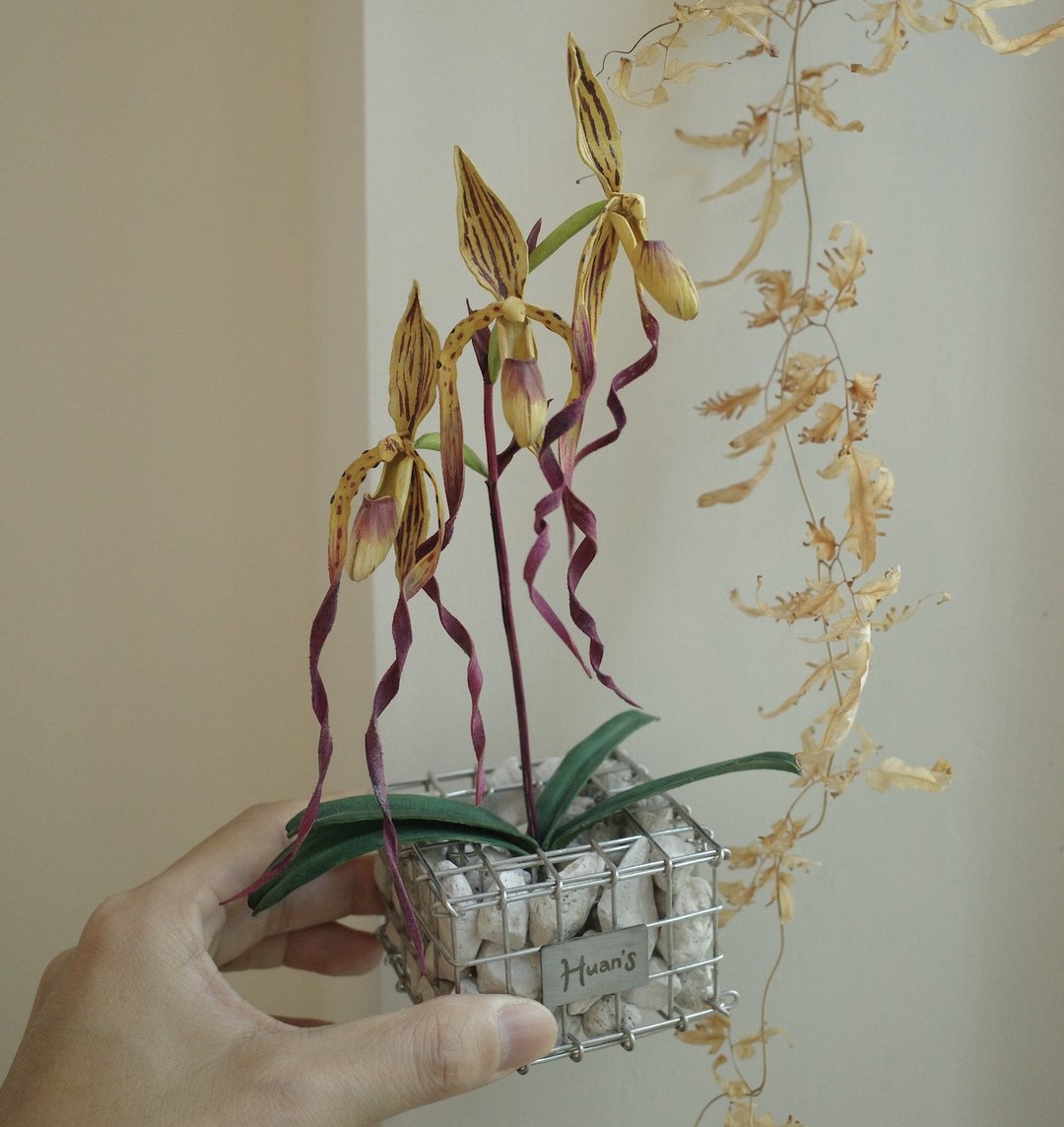 麦克仙履兰兰花盆栽搭配the tribus蛇龙盆盆器 - 植栽/盆栽 - 真皮 