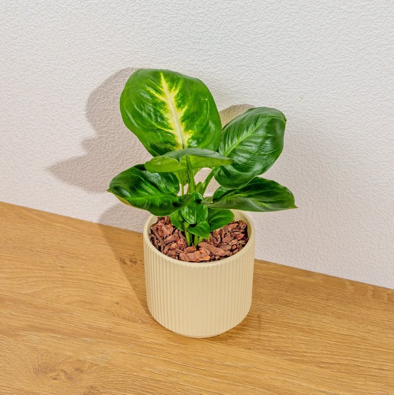 玛莉安黛粉叶 莫兰迪色系直纹陶盆 室内植物 观叶植物 礼物 盆栽 - 植栽/盆栽 - 植物．花 黄色