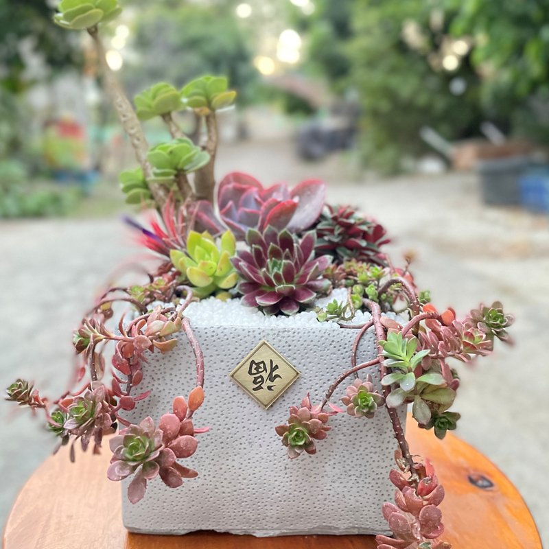 SDGs、ESG 开幕贺礼l多肉礼盆  (定制化文字或图案) - 植栽/盆栽 - 植物．花 