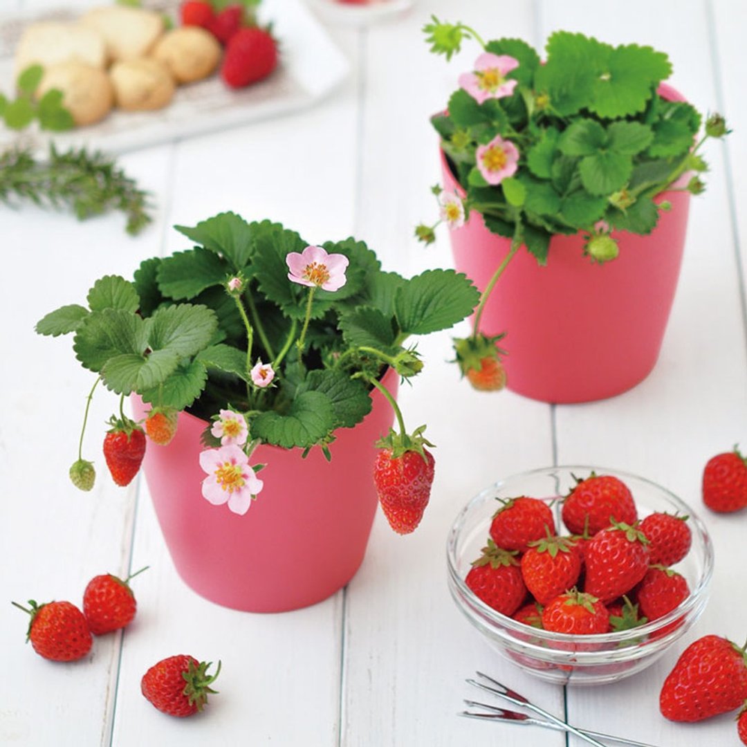 【冬季首选】日本限定 Bloom pink 心型栽培套组 / 日本草莓 - 植栽/盆栽 - 塑料 粉红色