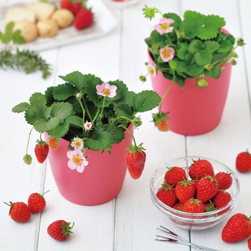 【冬季首选】日本限定 Bloom pink 心型栽培套组 / 日本草莓 - 植栽/盆栽 - 塑料 粉红色