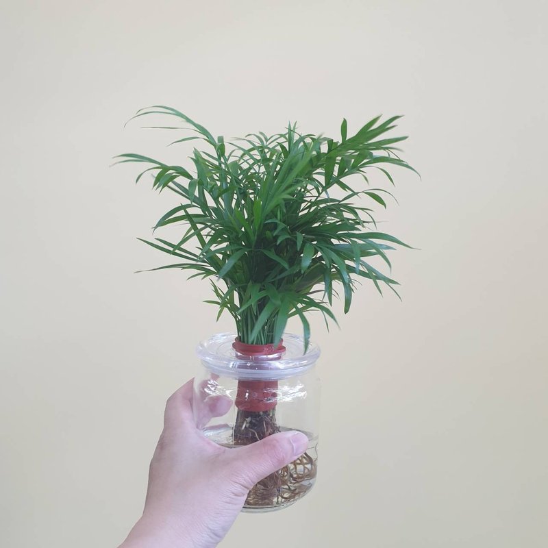袖珍椰子 水耕植物 懒人盆栽 - 植栽/盆栽 - 玻璃 绿色