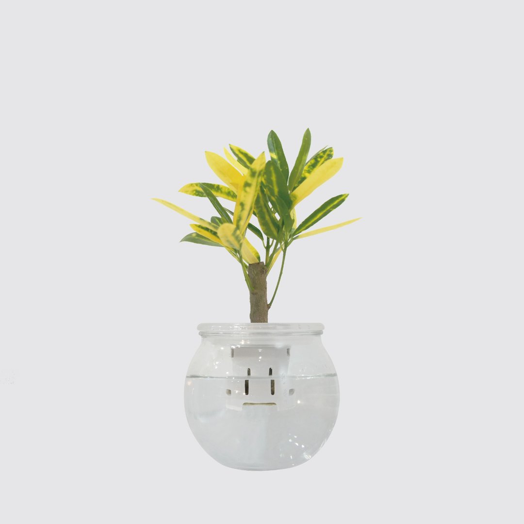 │ 玻璃系列 │ 金手指 - 水耕盆栽 鱼水共生 室内植物 - 植栽/盆栽 - 植物．花 