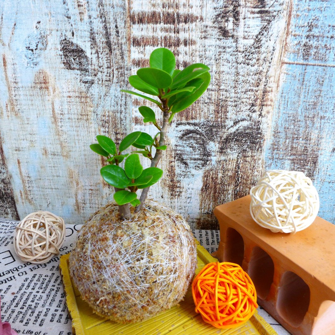 芊艹手作/ 小树系列苔球 - 圆叶榕(厚叶榕) - 植栽/盆栽 - 植物．花 绿色